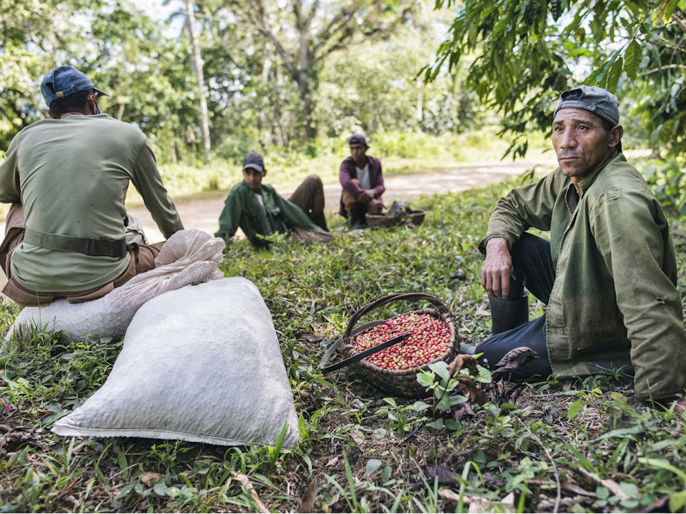 Skupina sběračů kávy odpočívá v trávě